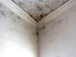 Best Post-Construction Mold Inspection  in De Leon Springs, FL